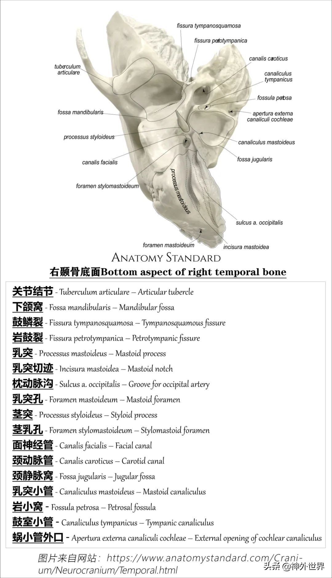 颞骨解剖,颞肌解剖讲解