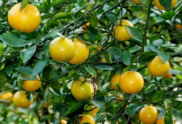 皇帝柑种植方法与技术,皇帝柑怎么自己种