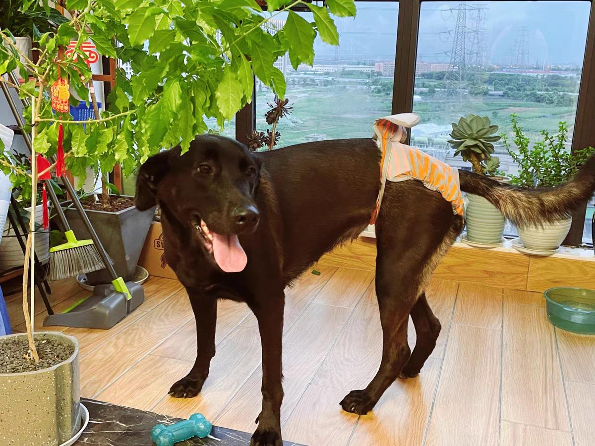 狗狗竟然也会来大姨妈，这7件事铲屎官一定要注意