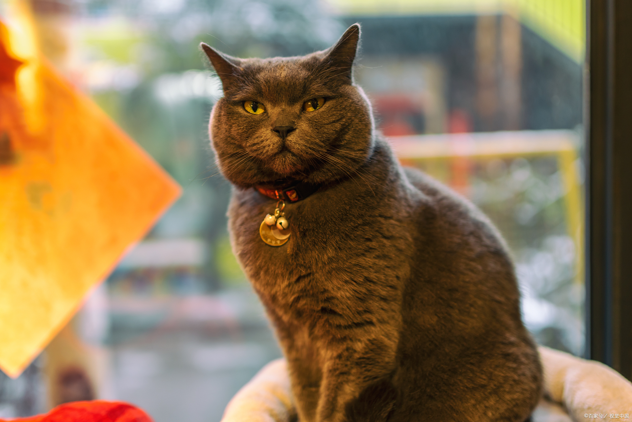 猫咪生病一般需要花费多少钱,当猫生病花费很多钱时