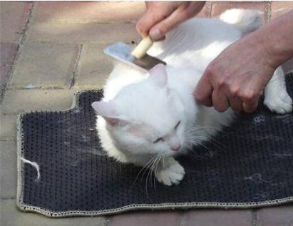 猫咪有跳蚤教你根除跳蚤的方法,猫咪去除跳蚤哪个牌子好用