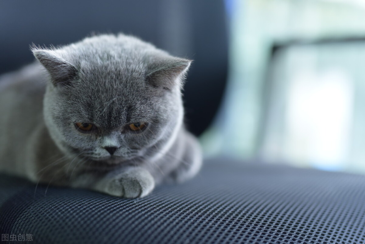 猫咪不吃食物拉稀咋办,猫咪一吃猫粮就拉稀