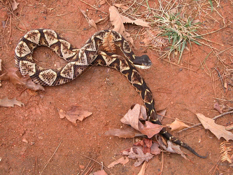 男子被五步蛇咬伤一刀斩断手指,男子被五步蛇咬后七孔流血