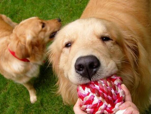 金毛犬怎么选,购买金毛犬如何挑选