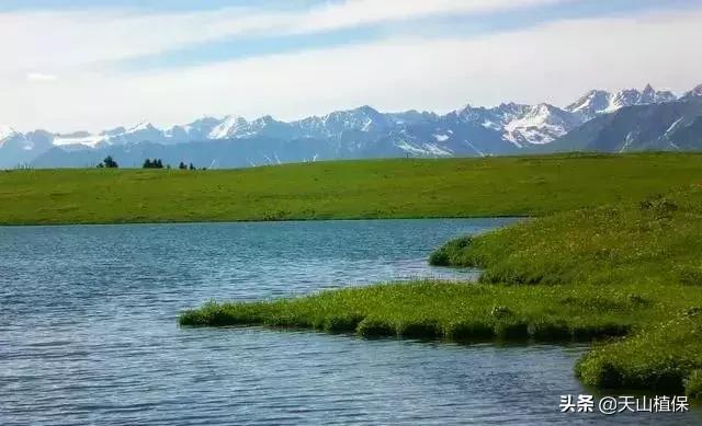 伊犁可克达拉草原,伊犁草原之旅