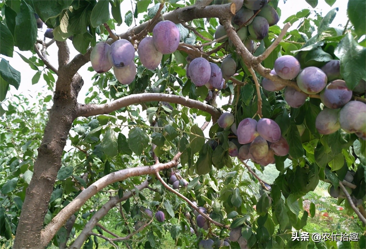 面对滞销2020年果农该何去何从,滞销果农心灰意冷收购商直言