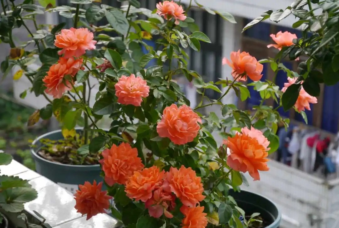 100种月季经典品种,100种经典月季品种