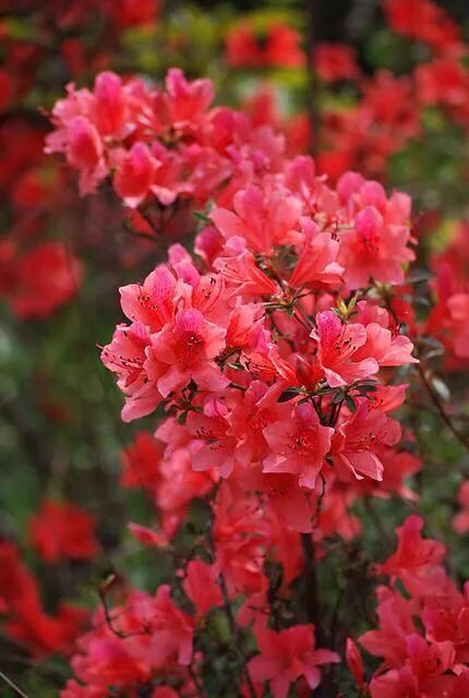 达州三汇,四川省渠县三汇白腊坪民间故事