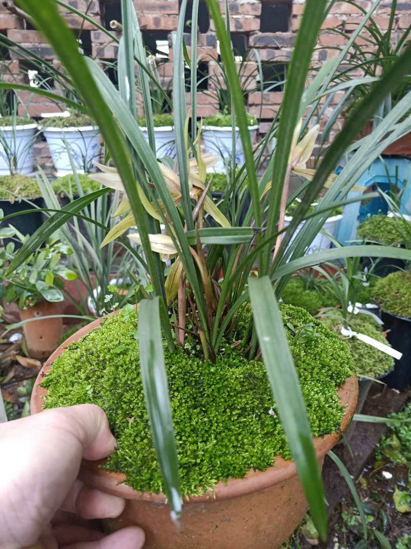 兰花碎石上面要不要盖青苔,兰花如何长青苔和叶子枯黄