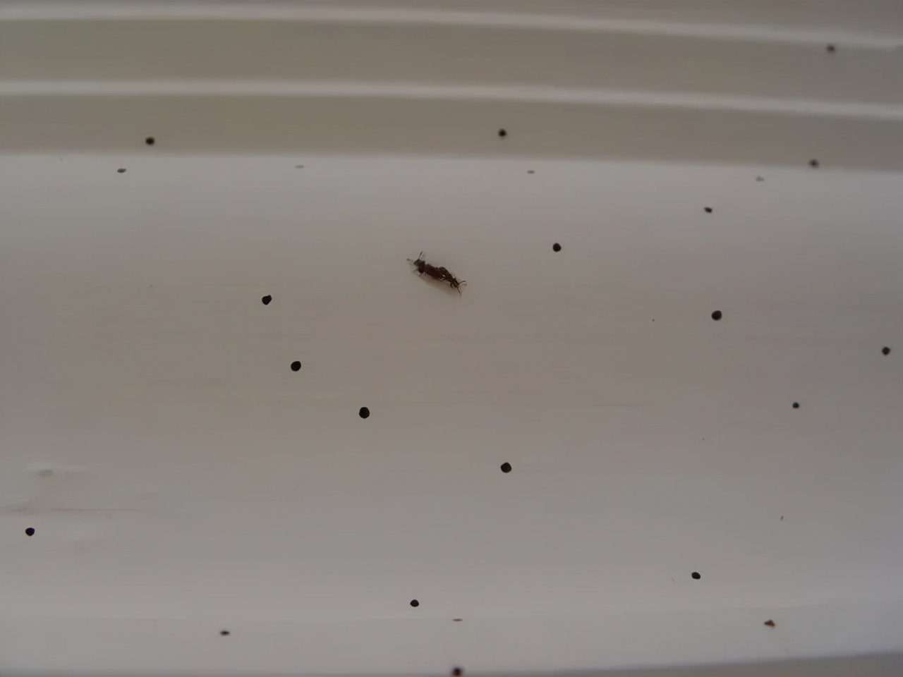 家里容易出现的虫子都有哪些,家里出现的虫子有哪些