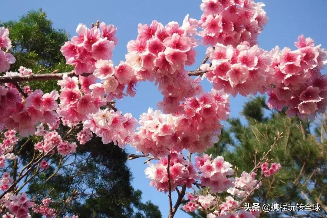 冲绳2月看樱花,冲绳哪里看樱花