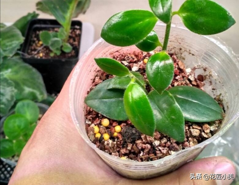 口红吊兰夏季哗哗掉叶子怎么办,口红吊兰叶子发黄掉落是怎么回事