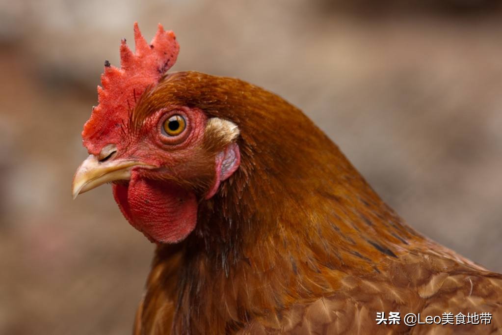 广东清炖鸡整只,广东正宗盐焗咸香鸡