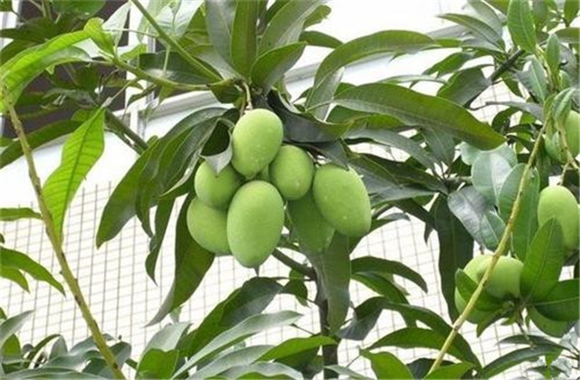 如何解决芒果树害虫,芒果主要虫害及防治方法