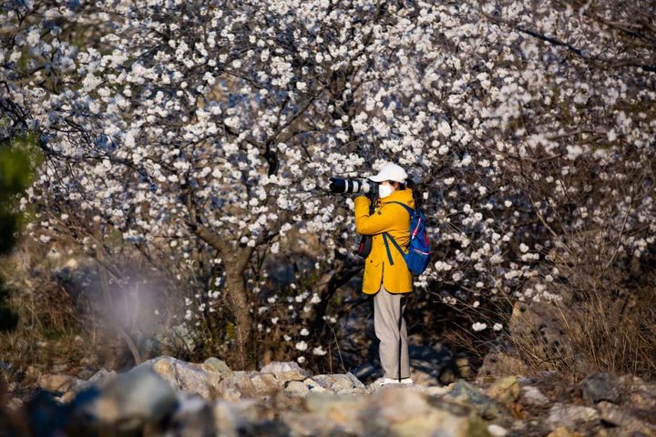 日照最美桃源,寻找最美春天日照惊艳全城