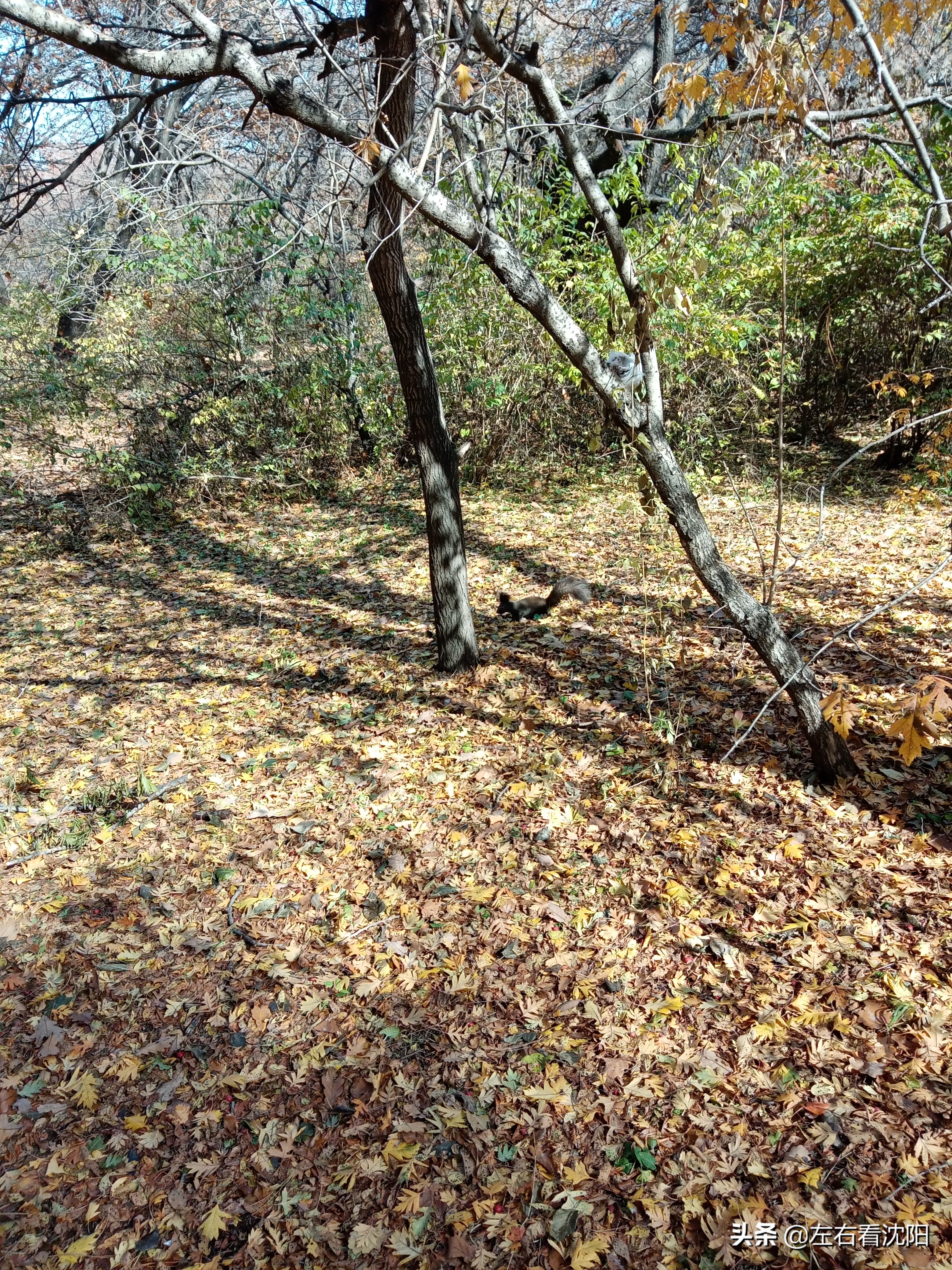 秋季沈阳北陵公园有啥好玩的,漫步沈阳北陵公园湖水边