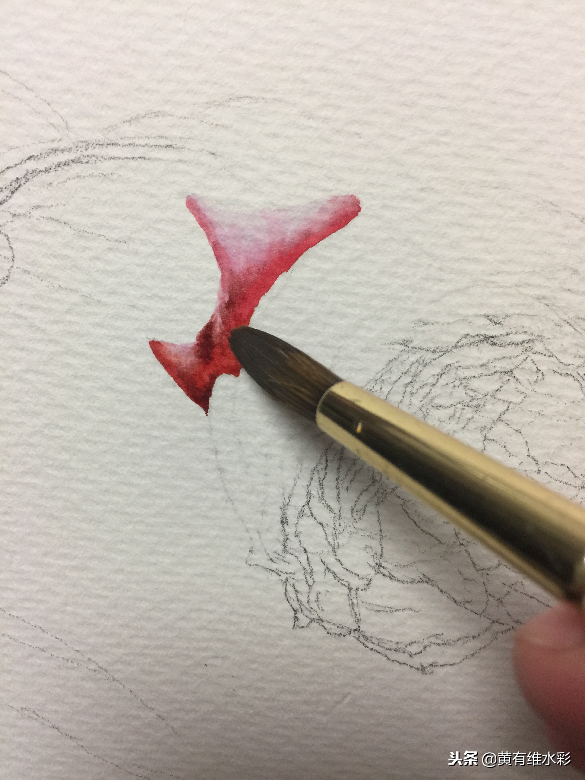 水彩绘画教程简单玫瑰,水彩步骤图花卉