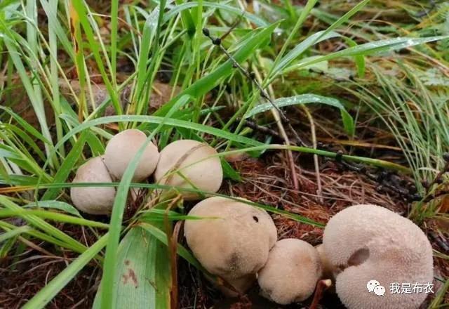 布衣：好书推荐——阿来的《蘑菇圈》