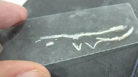 治疗对虾白便土方法,对虾白便处理方案