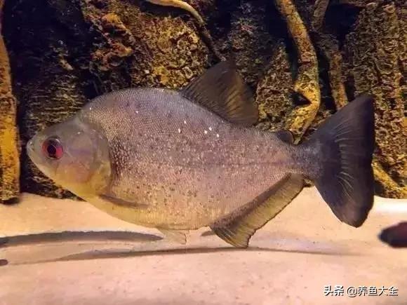 养鱼大神都养什么鱼,鱼缸养鱼都有哪些鱼