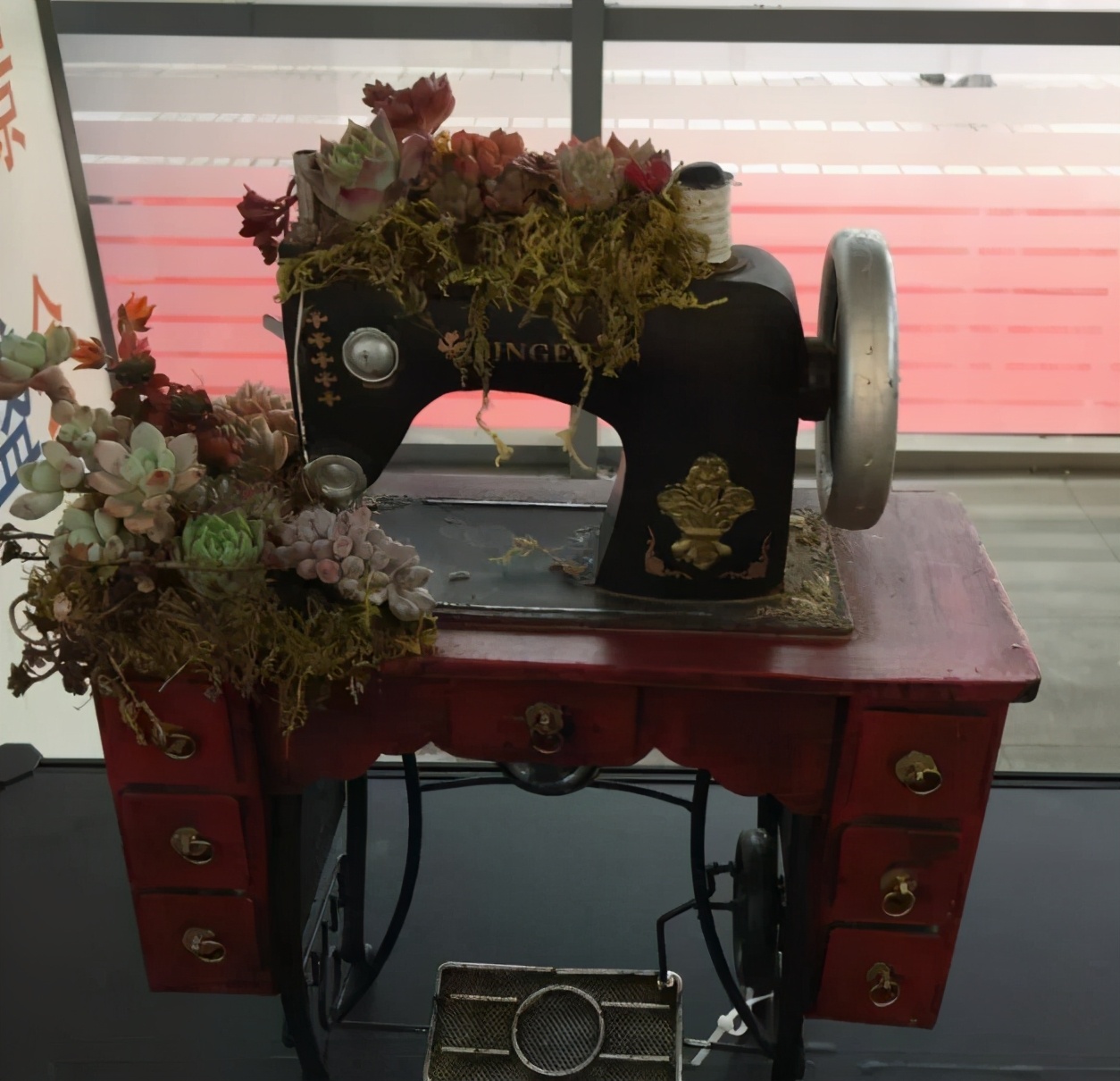 多肉容易养成老桩都有哪些品种,多肉老桩欣赏最新