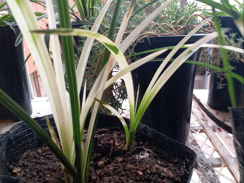 叶艺兰草品种,叶艺兰与普通兰花区别