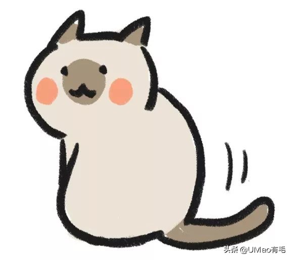 胖橘猫和黑猫,橘猫黑猫白猫哪个最可爱