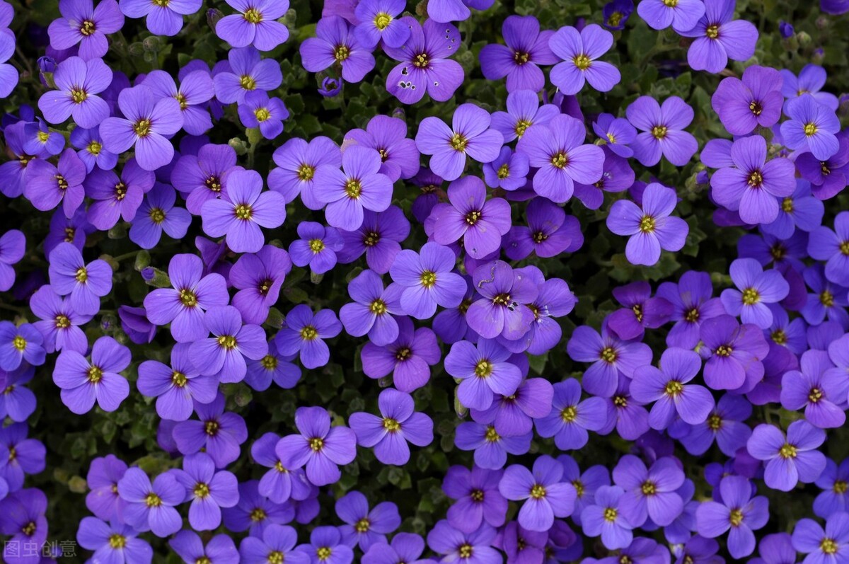 什么花的花语是重新开始,十朵花的花语是什么意思