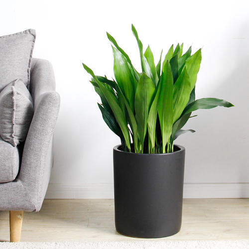 什么花一年四季好活还吸甲醛,吸收甲醛的好养活花草