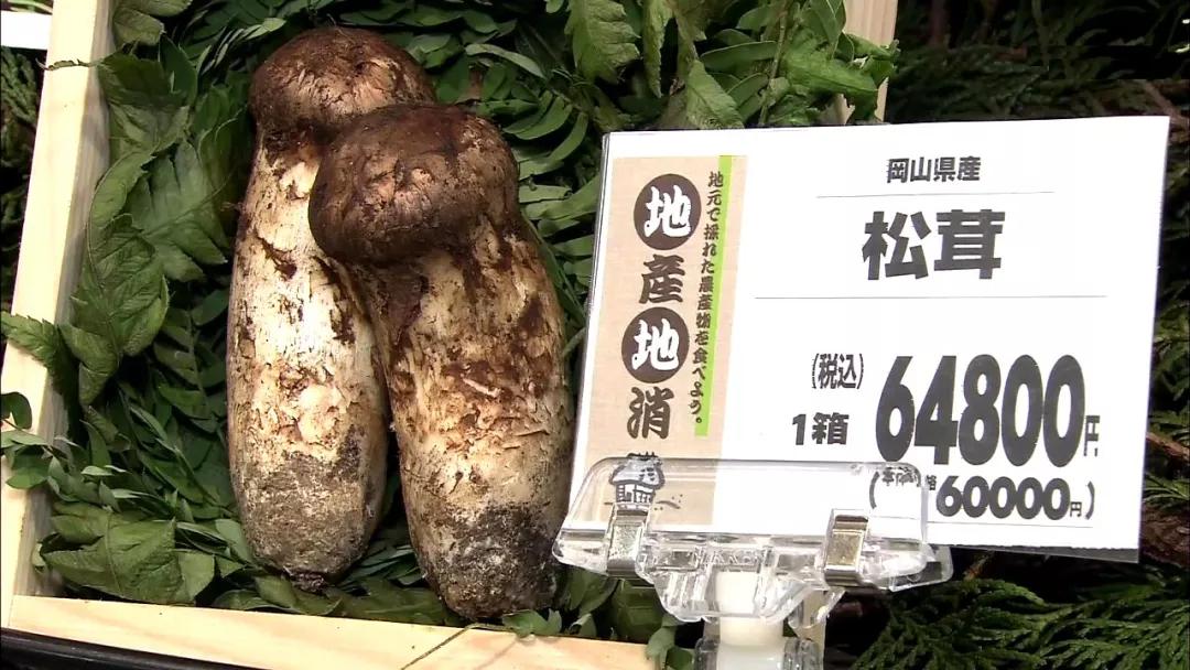 松茸菌干货的吃法,新鲜松茸菌怎么做好吃一点