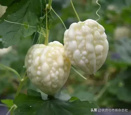 农业怎么种才能赚钱,谁说农业是暴利行业