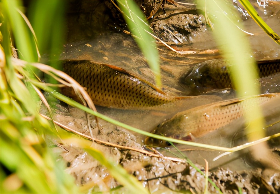 鲤鱼做贡品,鲤鱼亩产50斤