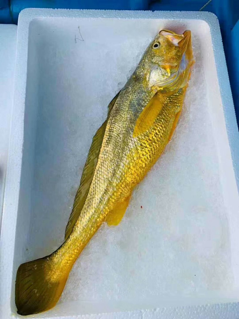80年代大黄鱼收购价,50斤以上野生大黄鱼大概值多少钱