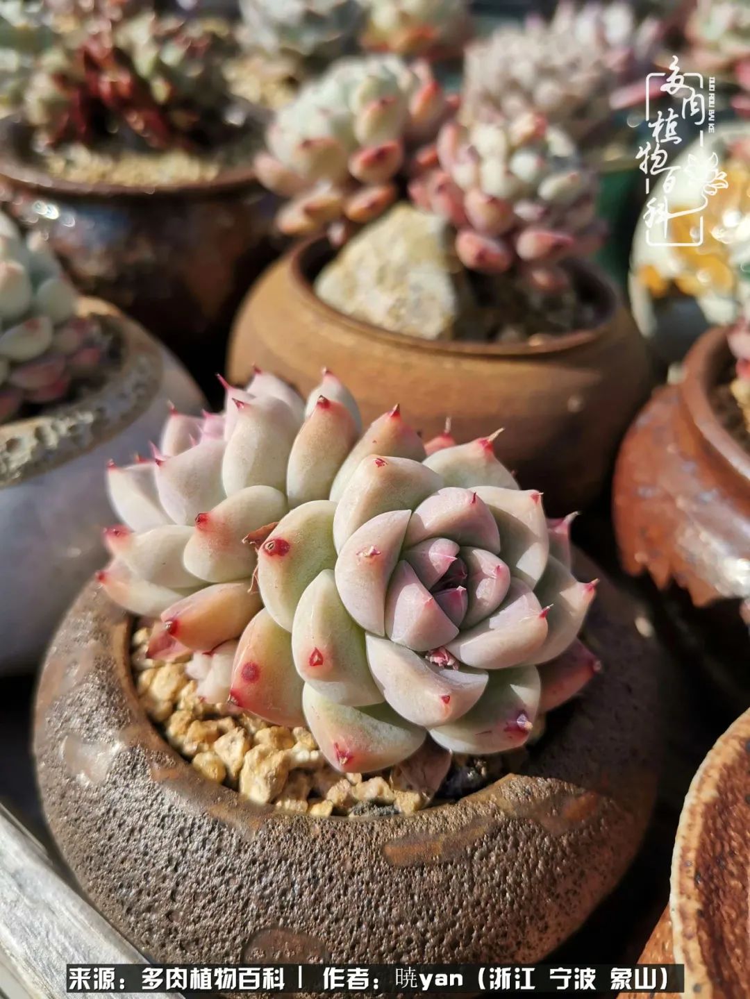 多肉初级入坑者,入坑多肉