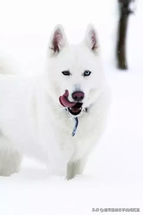 这60种罕见动物你见过几个,60种灭绝的动物