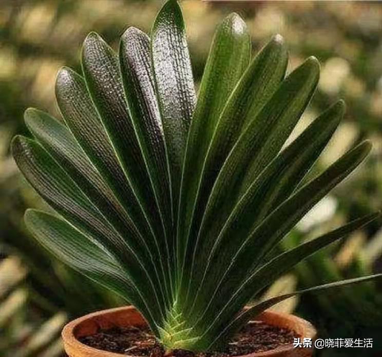 君子兰养了几年不开花要换盆吗,君子兰不开花这样养一年能开两茬