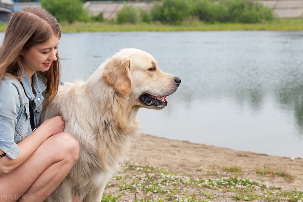 不喜欢金毛,不喜欢金毛舔怎么办