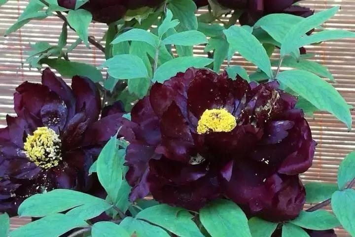 九种黑色花你见过几种,有几种黑色的花