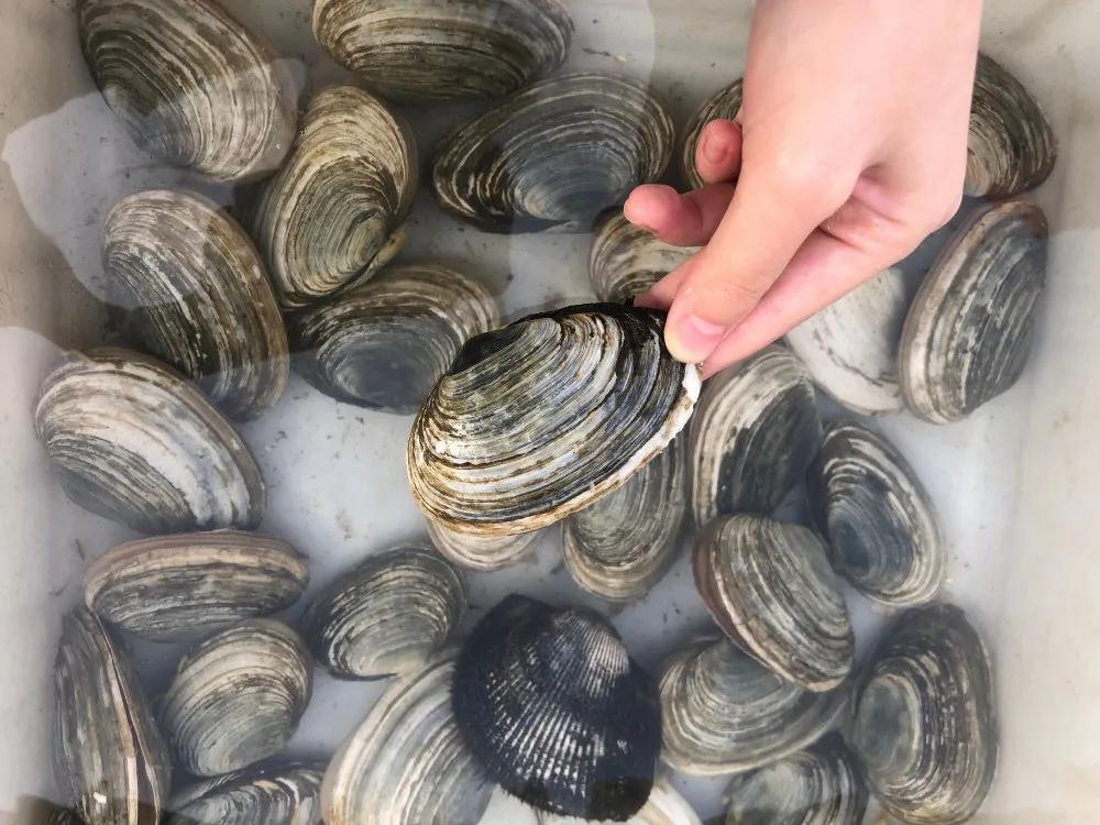 二月份威海海鲜价格,威海海鲜价格实时查询系统