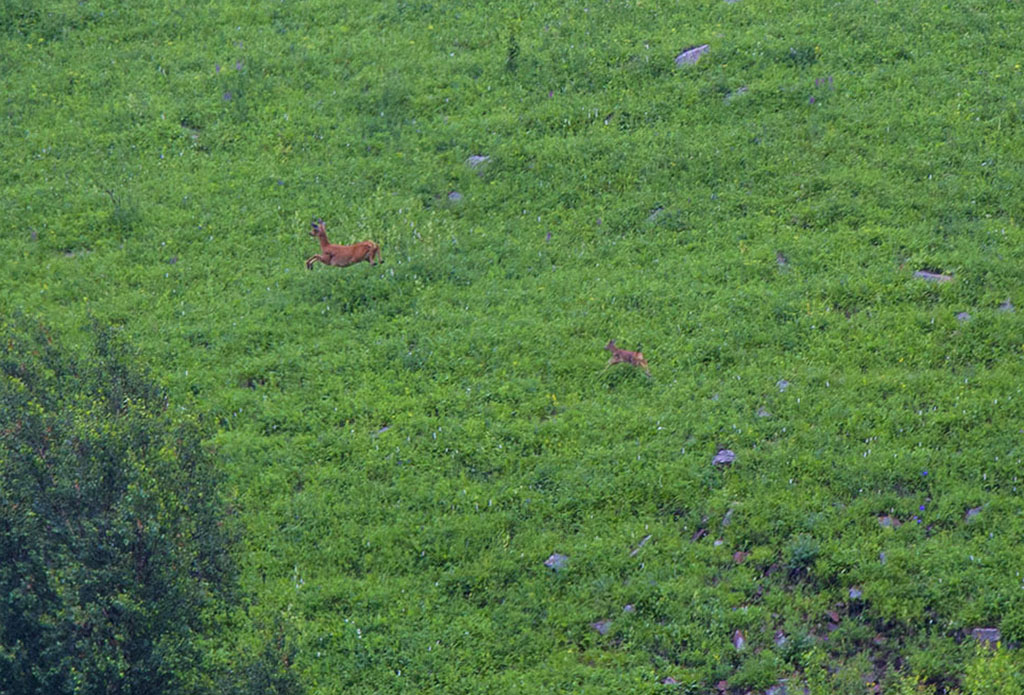 河北承德坝上草原京北第一草原,京北第一草原和坝上草原嘉年华