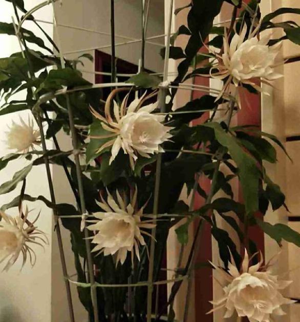 养昙花的窍门,养昙花都浇什么肥呀