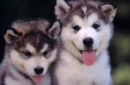 阿拉斯加和哈士奇它们的区别在哪里，谁更值钱一些呢，你喜欢哪个