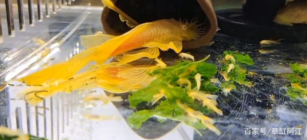 黄金胡子鱼怎么养才能更好的繁殖,黄金胡子鱼怎么养才能养活