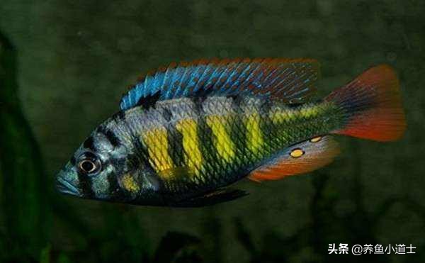 三湖慈鲷名字由来指哪三湖,三湖慈鲷可以和三湖孔雀混养吗