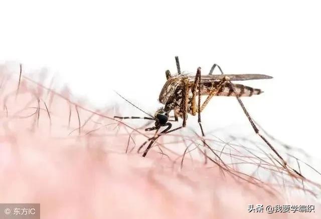 你知道蚊子为什么被扇吗,蚊子除了怕蚊香害怕什么