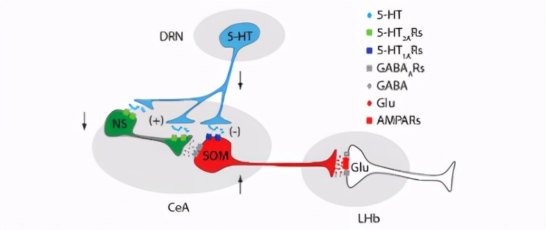 连发两篇!中科大张智组在疼痛—抑郁的神经环路方面取得重要进展