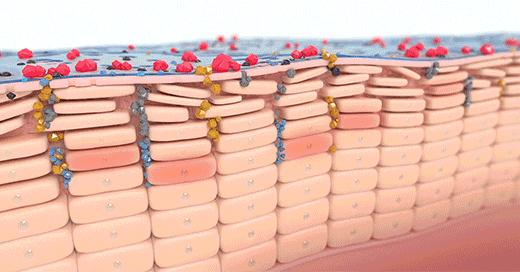 贝德玛究竟有多少个版本,贝德玛有什么版本