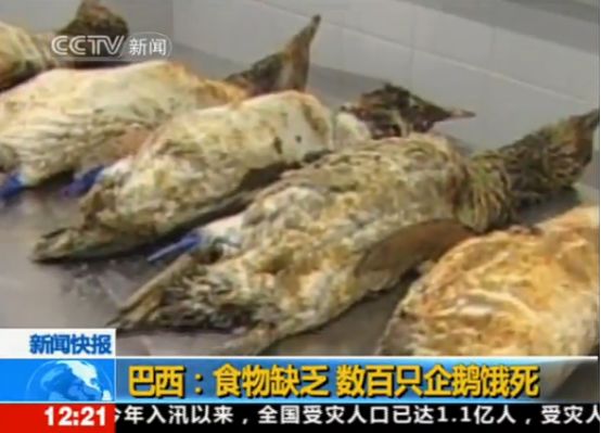 楠勯槼浼肩伀鎶楃柅,涓嶆儳瀵掑啲鎶楃柅