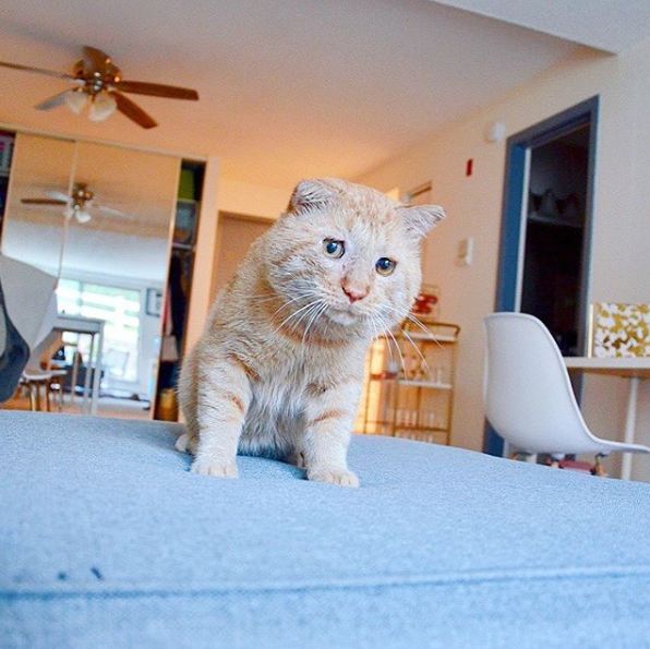 房东不准养猫谁能把猫领养,租房时房东不让养猫然后发了图片