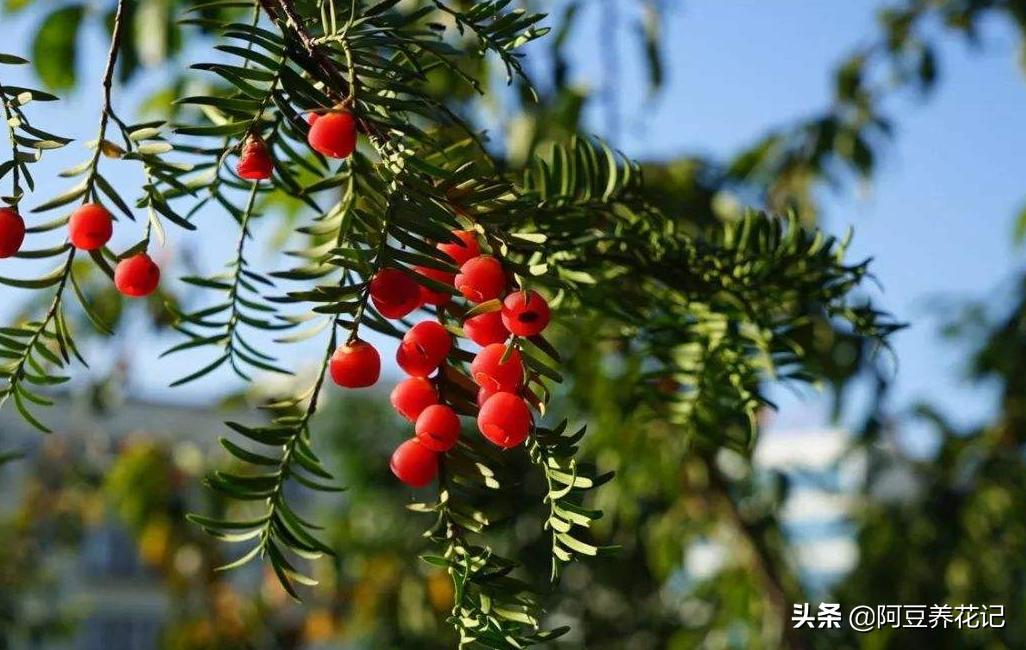 豫北红豆杉树出现黄叶是怎么回事,红豆杉盆景黄叶解决方法